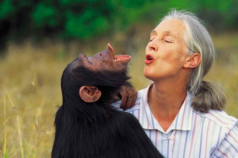 Jane Goodall, la bambina che amava gli animali