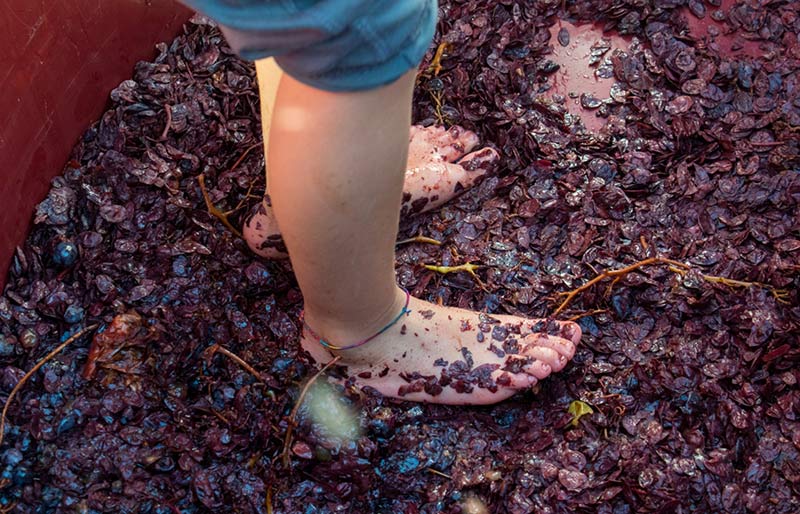 vendemmia