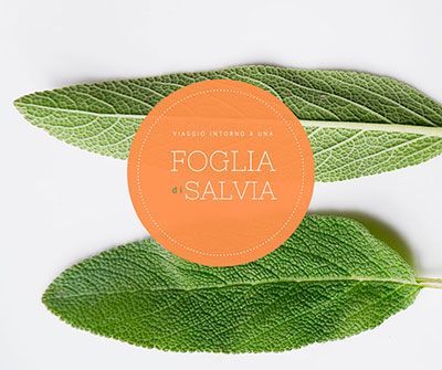 foglia di salvia